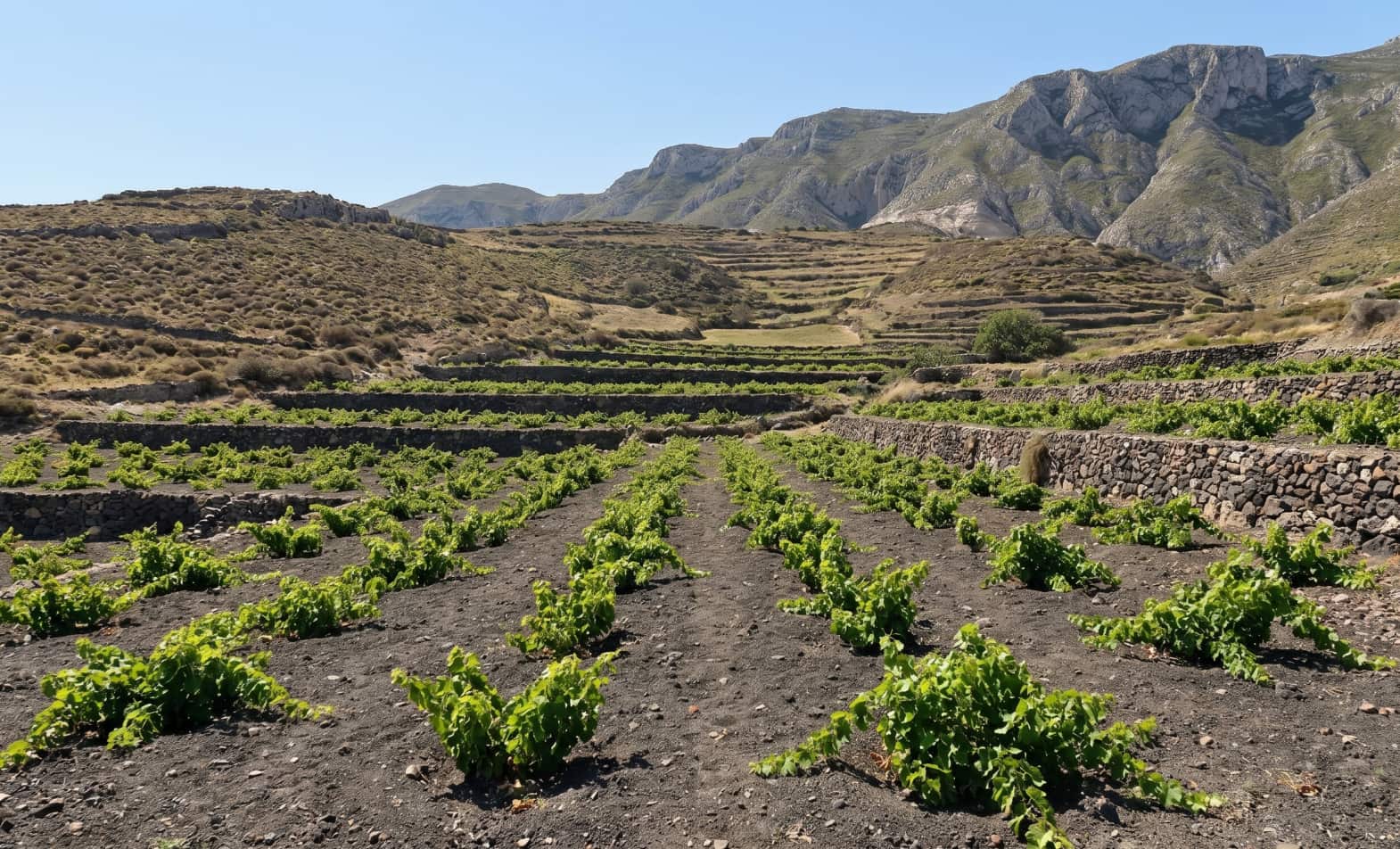Santorini Volcanic Vineyard Landscape