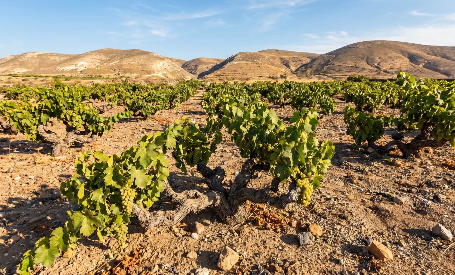 Santorini Assyrtiko Grape Vineyard