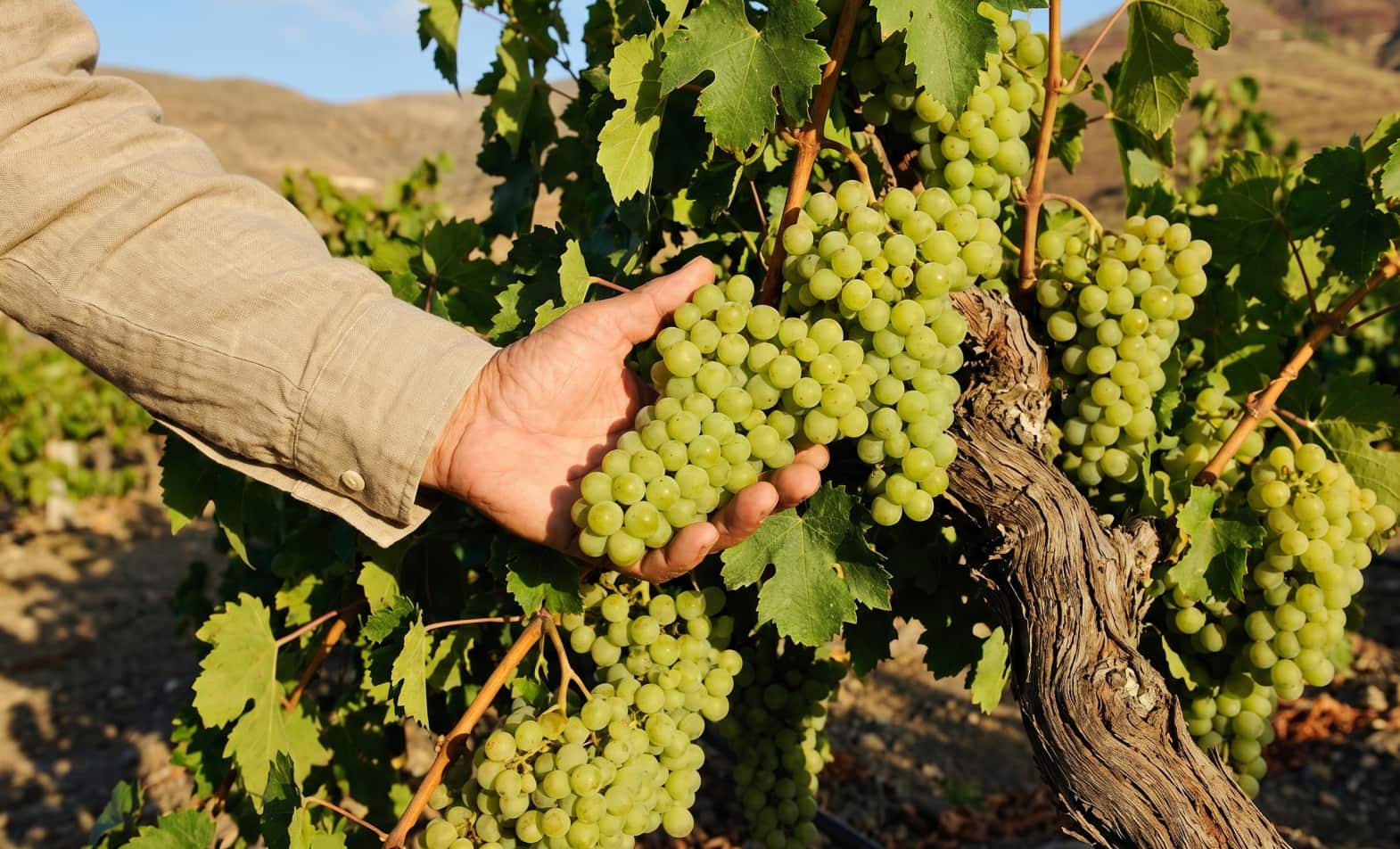 Family-Run Vineyards in Santorini